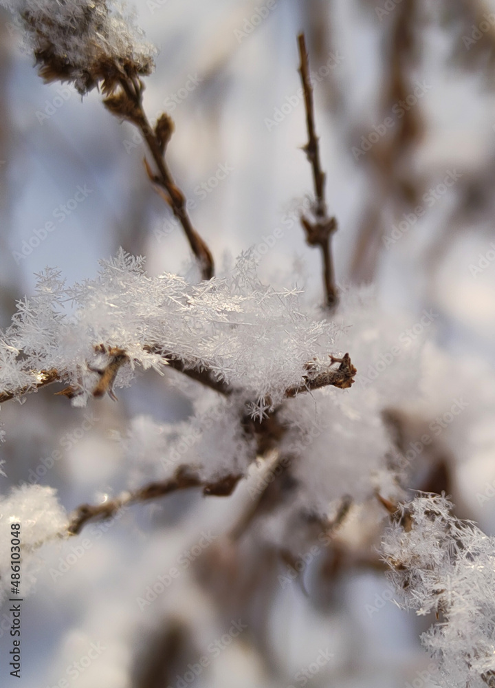 The texture and geometry of real snowflakes close-up on thin brown branches