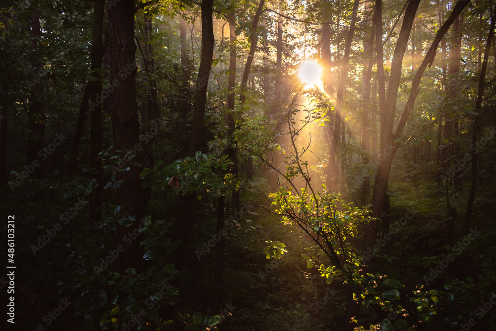 Obraz premium Las o poranku