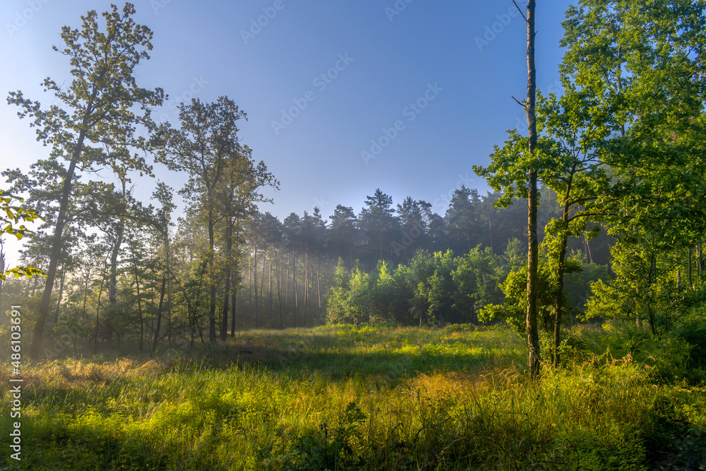 Obraz premium Leśna polana o poranku