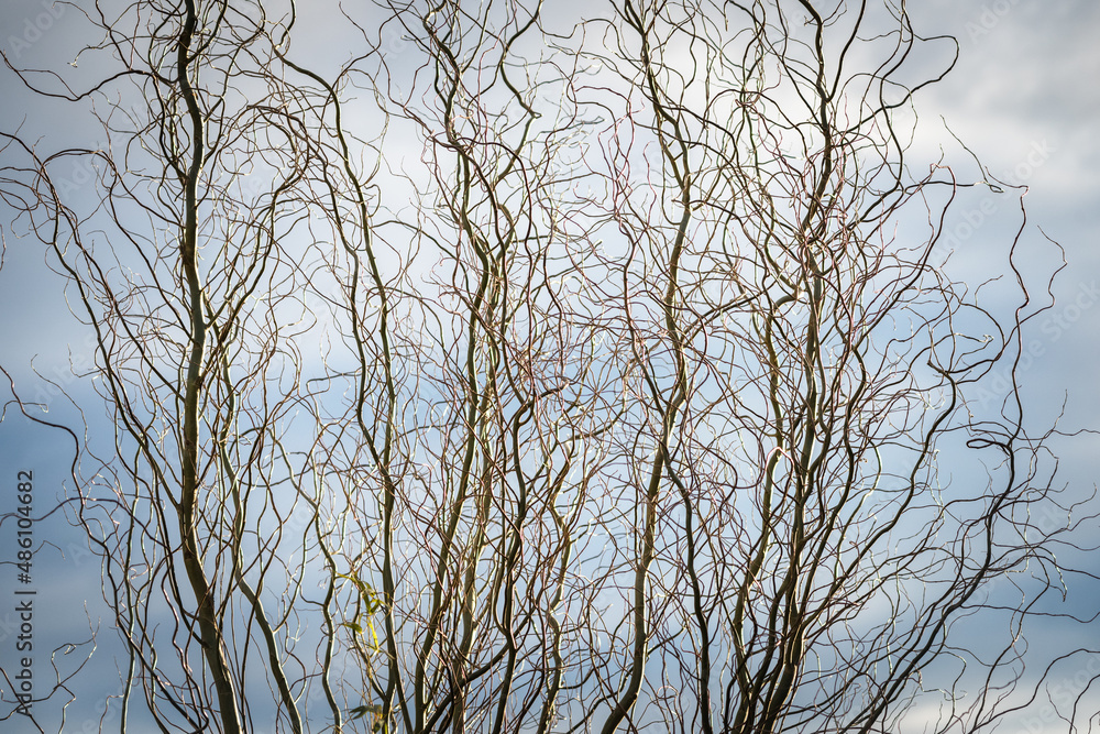  twisted twigs of salix matsudana covered with rime ice on a sunny winter day