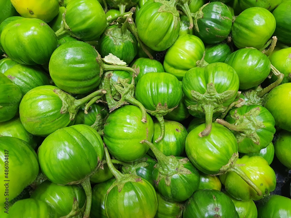 Representative fruits of each of the scarlet eggplant complex (S.