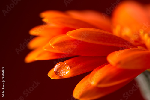 Orange flower petals with water drop close up over red background. Macro photography of gerbera daisy flower petals with dew.