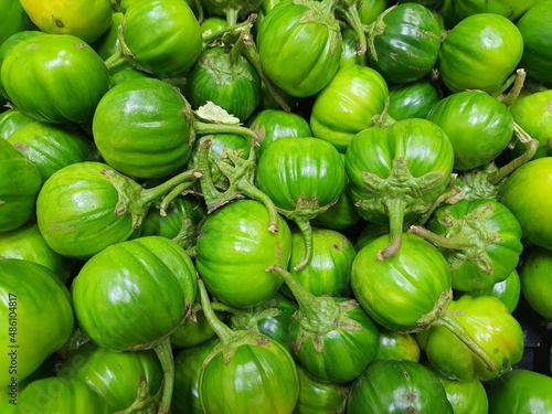 Scarlet eggplant (jiló) full screen, top view. Formerly Solanum gilo, now considered a group of cultivars of Solanum aethiopicum, is the fruit of the herbaceous plant Jiloeiro. Cultivated in Brazil.