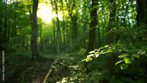 sunlight in the forest with tiny glowing insects flying against the sun photo