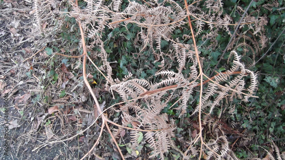 Fern dying back. Polypodiophyta or, when treated as a subdivision of Tracheophyta