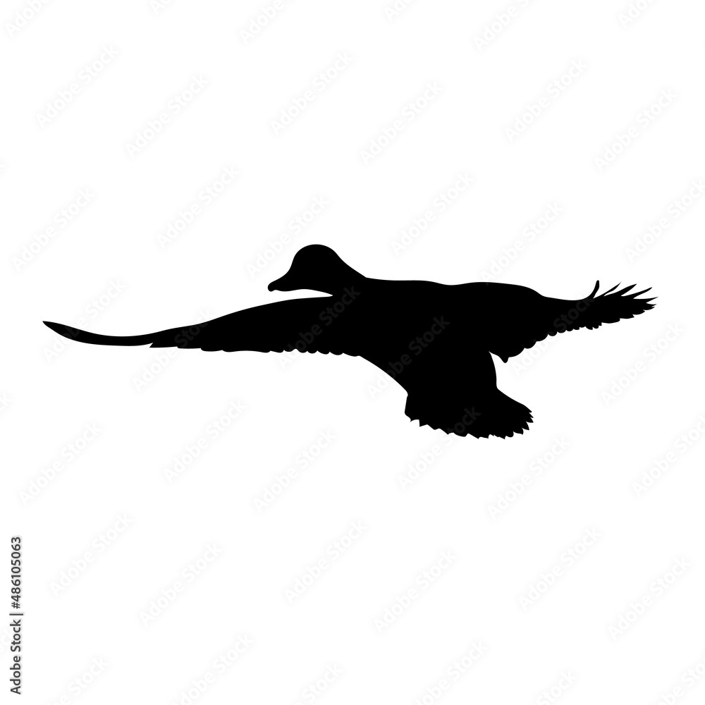 Fototapeta premium Black silhouette of a flying duck. Vector.