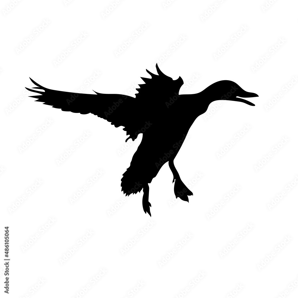 Obraz premium Black silhouette of a flying duck. Vector.