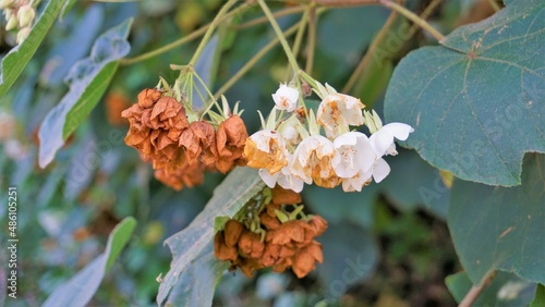 Closeup of flower Dombeya reclinata or Mahot Rouge photo