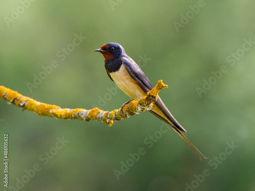 Red-rumped swallow (Cecropis daurica), perching on a branch, green background.