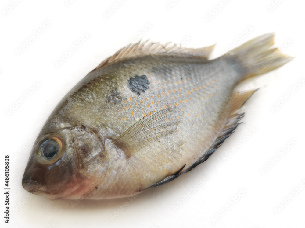 Selective focus of Orange chromide (Pallathi) isolated on white background. Selective focus of Orange chromide (Pallathi) isolated on white background.
