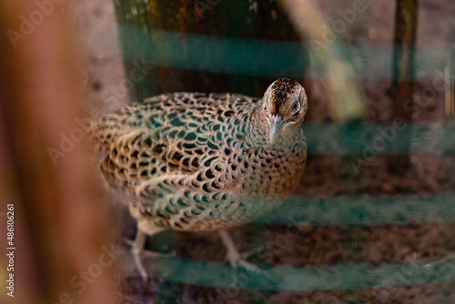 A small partridge in a cage at the zoo. Beautiful plumage.