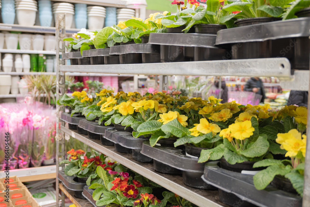 Primroses in pots store in the garden shop. Gardening and spring works Primroses in pots store in the garden shop. Gardening and spring works