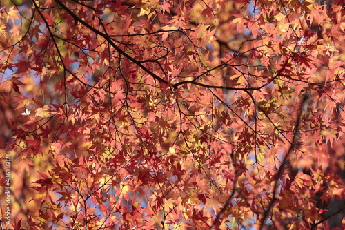 秋の日の光に照らされる紅葉
