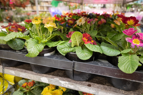 Primroses in pots store in the garden shop. Gardening and spring works © linagaga