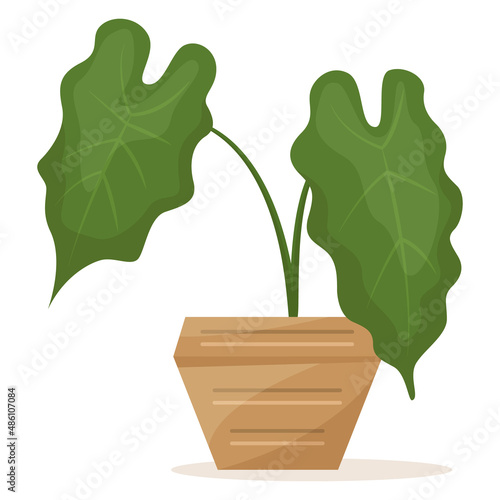 Potted plant for home and office. A houseplant, two large sheets, creating a microclimate . Ceramic flower pot with decor. Vector icon, cartoon, isolated