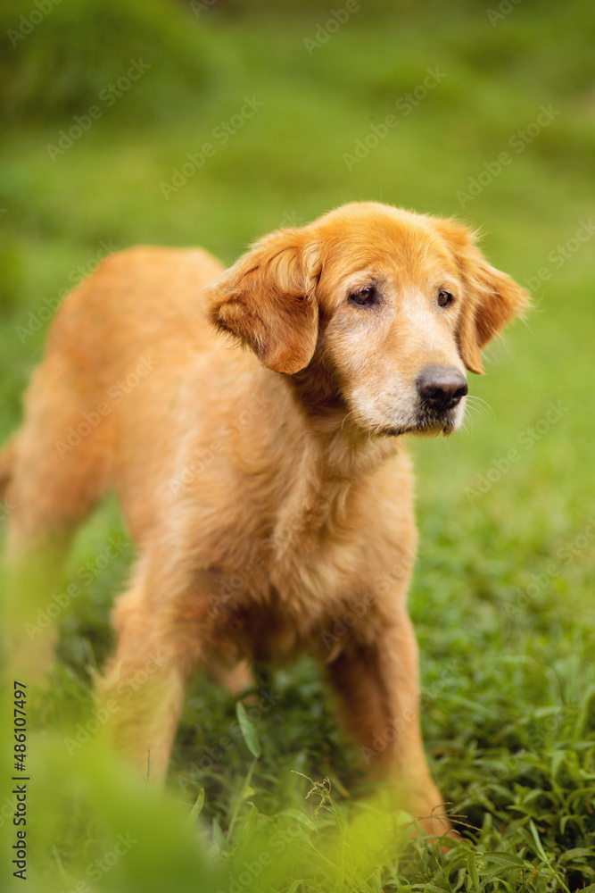 portrait of cute funny beautiful golden dog with orange eyes and black nose and hanging ears in the park in shelter
