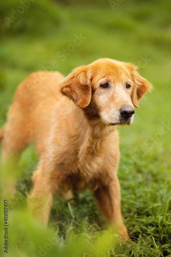 portrait of cute funny beautiful golden dog with orange eyes and black nose and hanging ears in the park in shelter