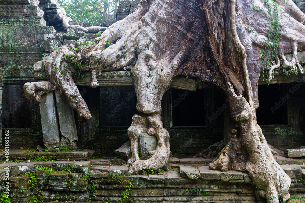 Angkor Trees