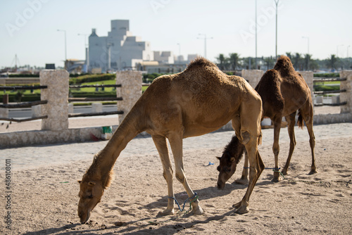 Doha ,Qatar-February 01,2020 : Camel market at Souq Waqif in Doha, the capital of Qatar.
