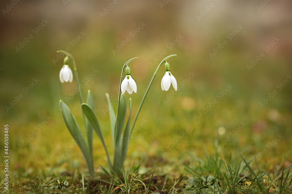 Obraz premium Schneeglöckchen