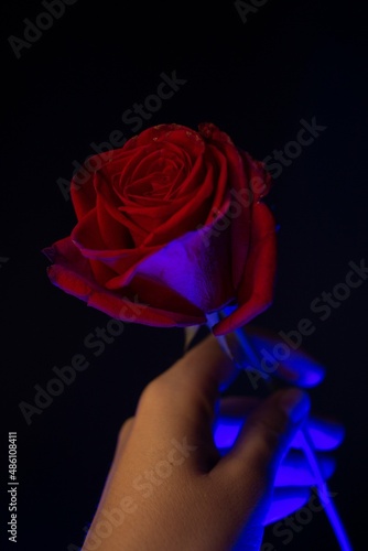 One red rose in blue lighting on one side with a hand on a black background, magical feelings for valentine's day