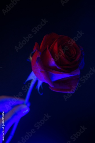 One red rose in blue lighting on one side and a hand on a black background, magical feelings for valentine's day