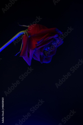 One red rose in blue lighting on one side on a black background, magical feelings for valentine's day