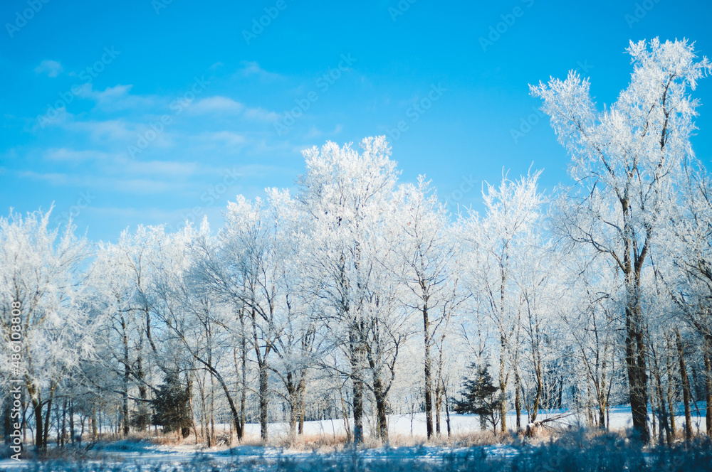 Close up of a frost covered tree line