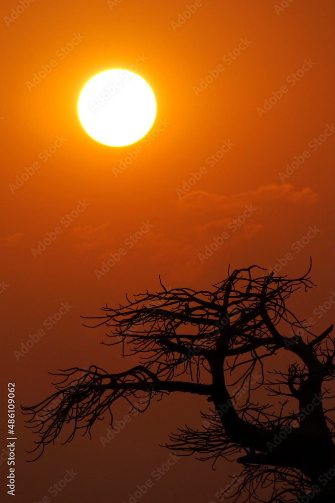 Fototapeta premium Baobab, Adansonia digitata, Kubu Island, White Sea of Salt, Lekhubu, Makgadikgadi Pans National Park, Botswana, Africa
