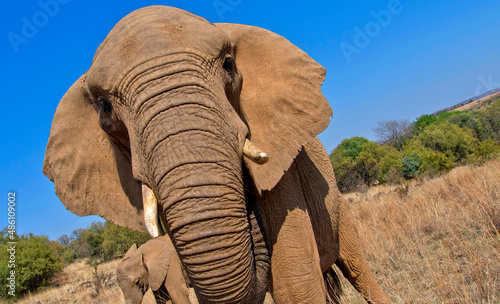 Elephant, Loxodonta africana, Wildlife Reserve, South Africa, Africa