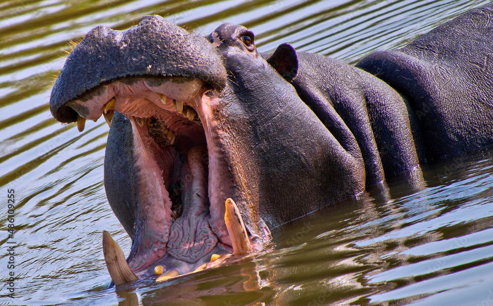 Fototapeta premium Hippo, Hippopotamus, Hippopotamus amphibius, Kruger National Park, Mpumalanga, South Africa, Africa