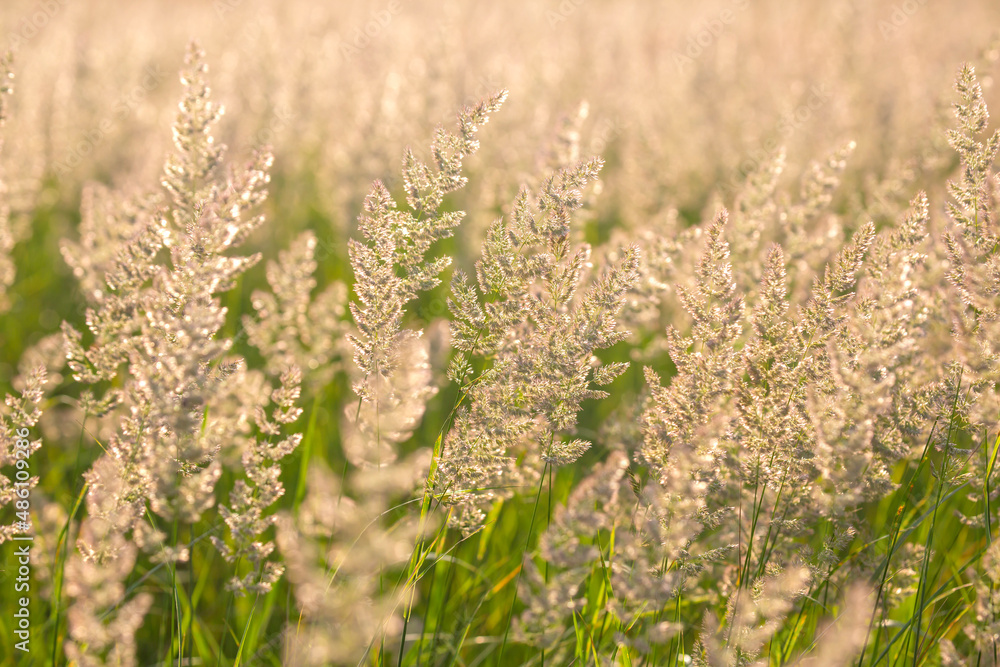 Field grass and flowers in bright backlighting sunlight. Nature and floral botany Field grass and flowers in bright backlighting sunlight. Nature and floral botany