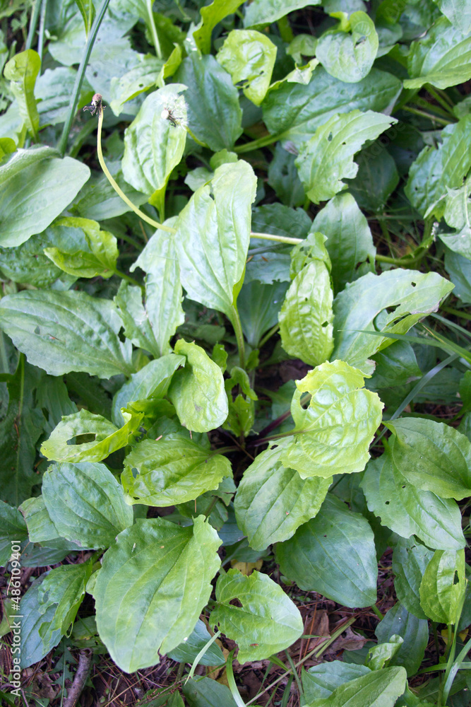 Plantain Plant Close Up, An Edible Weed With Medicinal Benefits Plantain Plant Close Up, An Edible Weed With Medicinal Benefits
