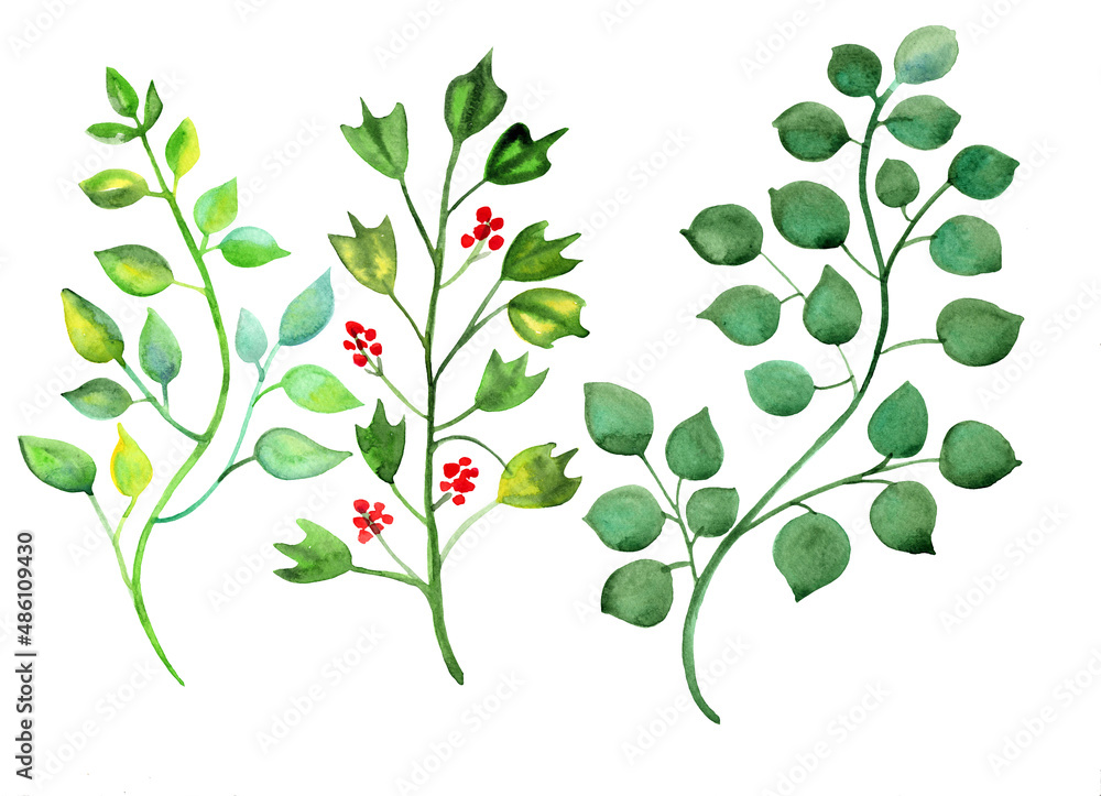 a large set of watercolor plants and herbs. isolated elements, a large set of watercolor plants and herbs. isolated elements,