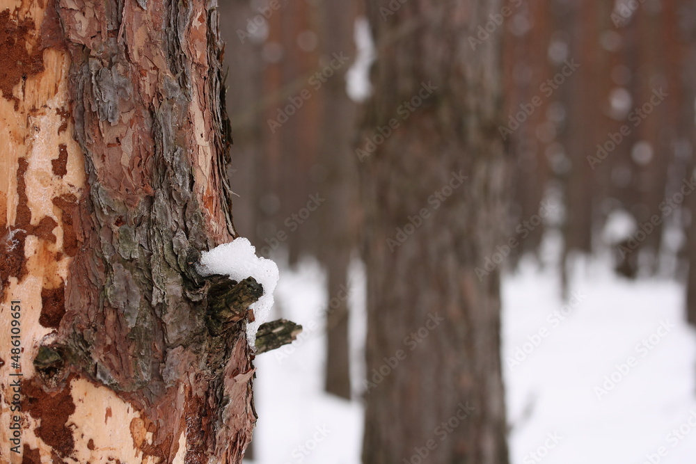 Old branchy tree in a pine forest Old branchy tree in a pine forest