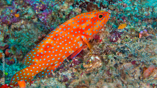 Coral Grouper  Coral Rock Cod  Cephalopholis miniata  Coral Reef  North Ari Atoll  Maldives  Indian Ocean  Asia