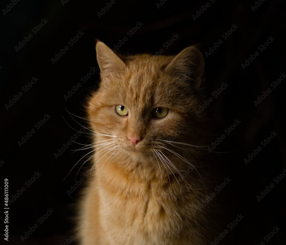 Ginger tabby cat of green eyes portrait on black background, cute orange ginger tabby cat, fluffy, cute cat closeup profile portrait.