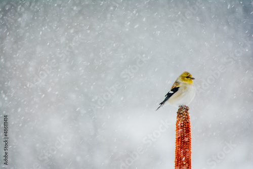 Male Goldfinch perched on a corncob in the snow