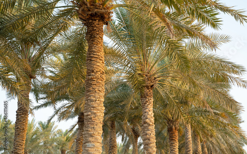 Fototapeta Naklejka Na Ścianę i Meble -  Plantation of date palms. Tropical agriculture industry in the Middle East.