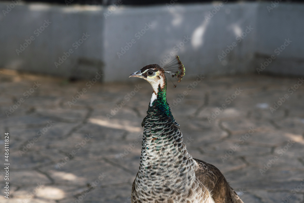 retrato de pavo real en el zoo de perfil retrato de pavo real en el zoo de perfil