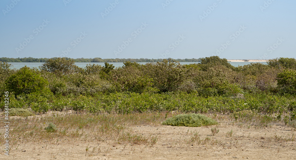 Green mangroves in Al Mafjar, Qatar