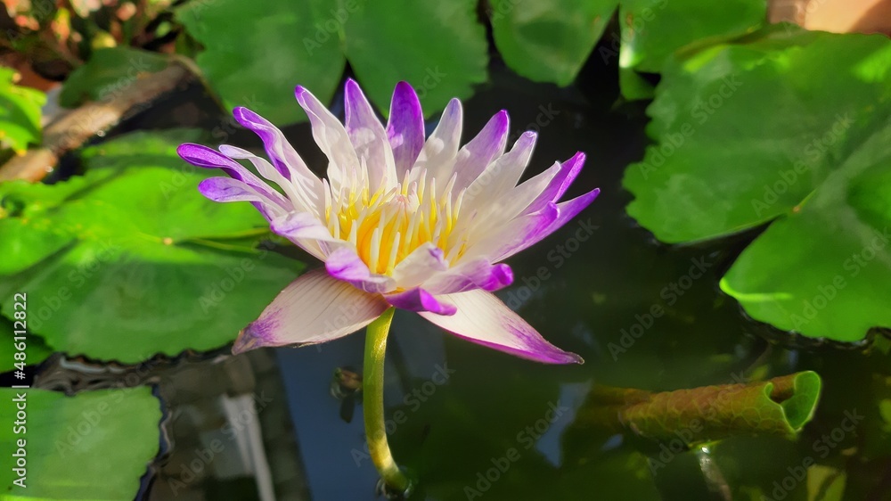Purple water lily Purple water lily