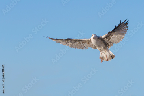 seagull spread its wings against the blue clear sky © Nikolay Beletskiy