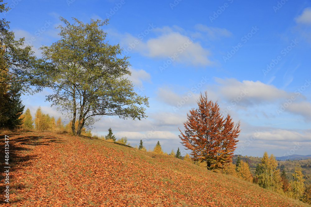 Fototapeta premium Autumn trees in Carpathians