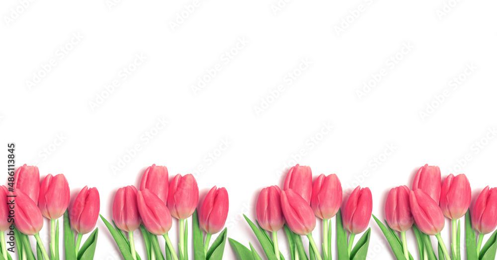 Banner of beautiful pink tulips on a white background. Banner of beautiful pink tulips on a white background.