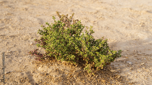 Halophyte Zygophyllum qatarense or Tetraena qatarense plant in desert of a qatar, Selective focus.