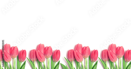Banner of beautiful pink tulips on a white background.
