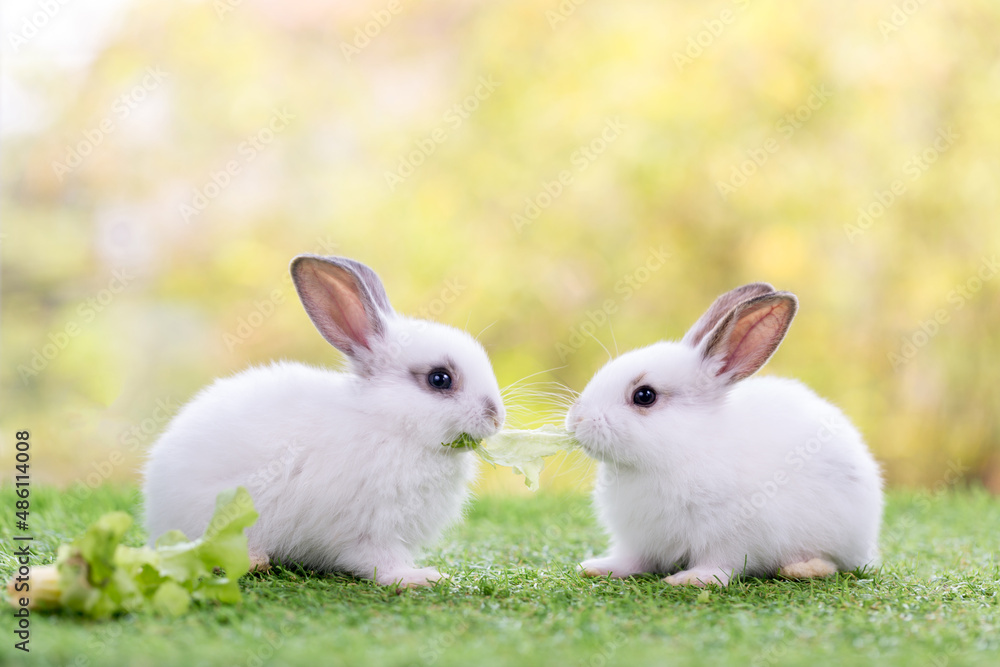 Fototapeta premium Couple Rabbit eating vegetable. Two lovely white rabbit. Two small rabbits in the grass, sharing a piece of vegetable.