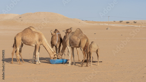camels eating food at a farm in Qatar.