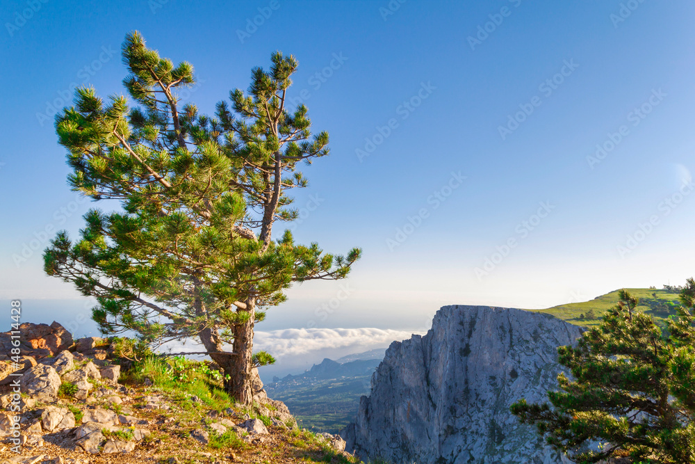 Pine tree on a steep cliff with a sea and mountains view in Crimea.